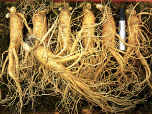NHÂM SÂM TƯƠI LOẠI 7 CỦ
